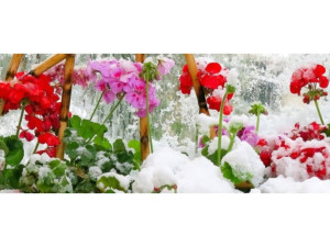 Как да опазим балконските цветя живи през зимата
