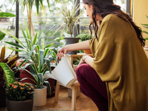 Чеснова вода за красиви цветя у дома
