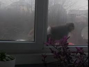 Маймуна с памперс обикаля из &bdquo;Люлин&ldquo;
&nbsp;