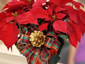 Как да отгледате коледната звезда
