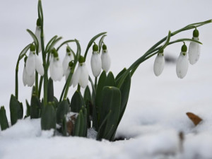 Снежни виелици и до 15 градуса през февруари