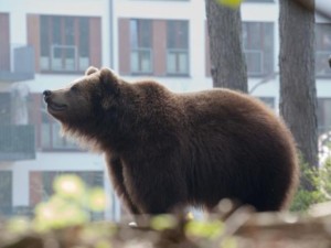 Най-възрастната мечка&nbsp;в зоопарка чукна 38