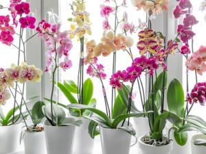 10 цветя, които да посадите през&nbsp;2026-а за богатство и любов