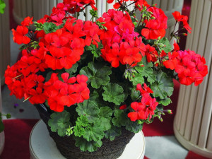 Стайните растения, които носят късмет
