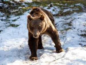 Мечките Гордо и Флоренция спасени в Белица
&nbsp;