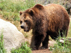 20 мечки засечени на Витоша, Плана и Верила