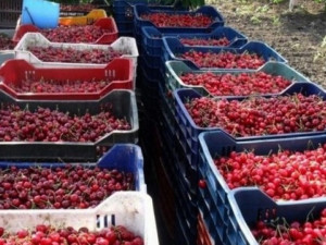 Падат цени на плодове и зеленчуци, черешите с 20% надолу
