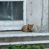 Лисици превзеха София