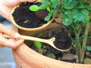 Как да подхраним цветята с торове от кухнята
